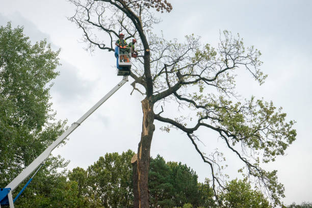 How Our Tree Care Process Works  in  Fort Carson, CO