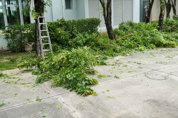 Professional Tree Removal in Fort Carson, CO