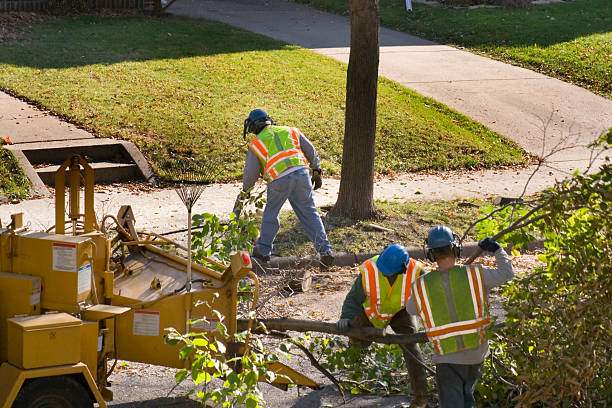 Tree and Shrub Care in Fort Carson, CO